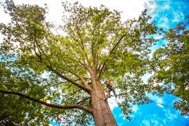 Best Tree Removal  in Seabrook, TX