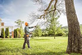 Best Hazardous Tree Removal  in Seabrook, TX