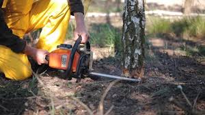 Best Stump Grinding and Removal  in Seabrook, TX