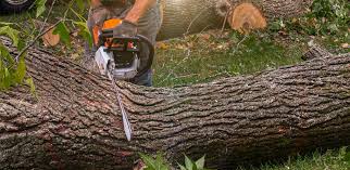 Best Tree Cabling and Bracing  in Seabrook, TX