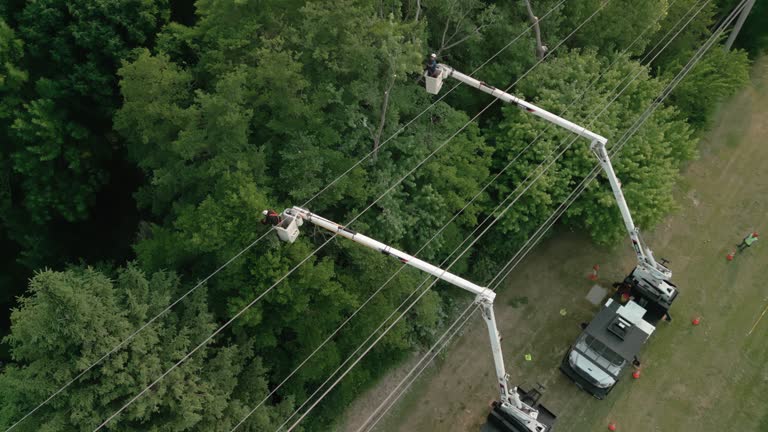  Seabrook, TX Tree Services Pros