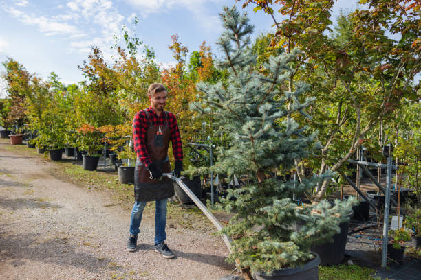 Why Choose Our Tree Removal Services in Seabrook, TX?