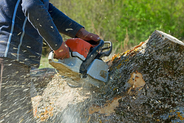 Best Tree Removal  in Seabrook, TX